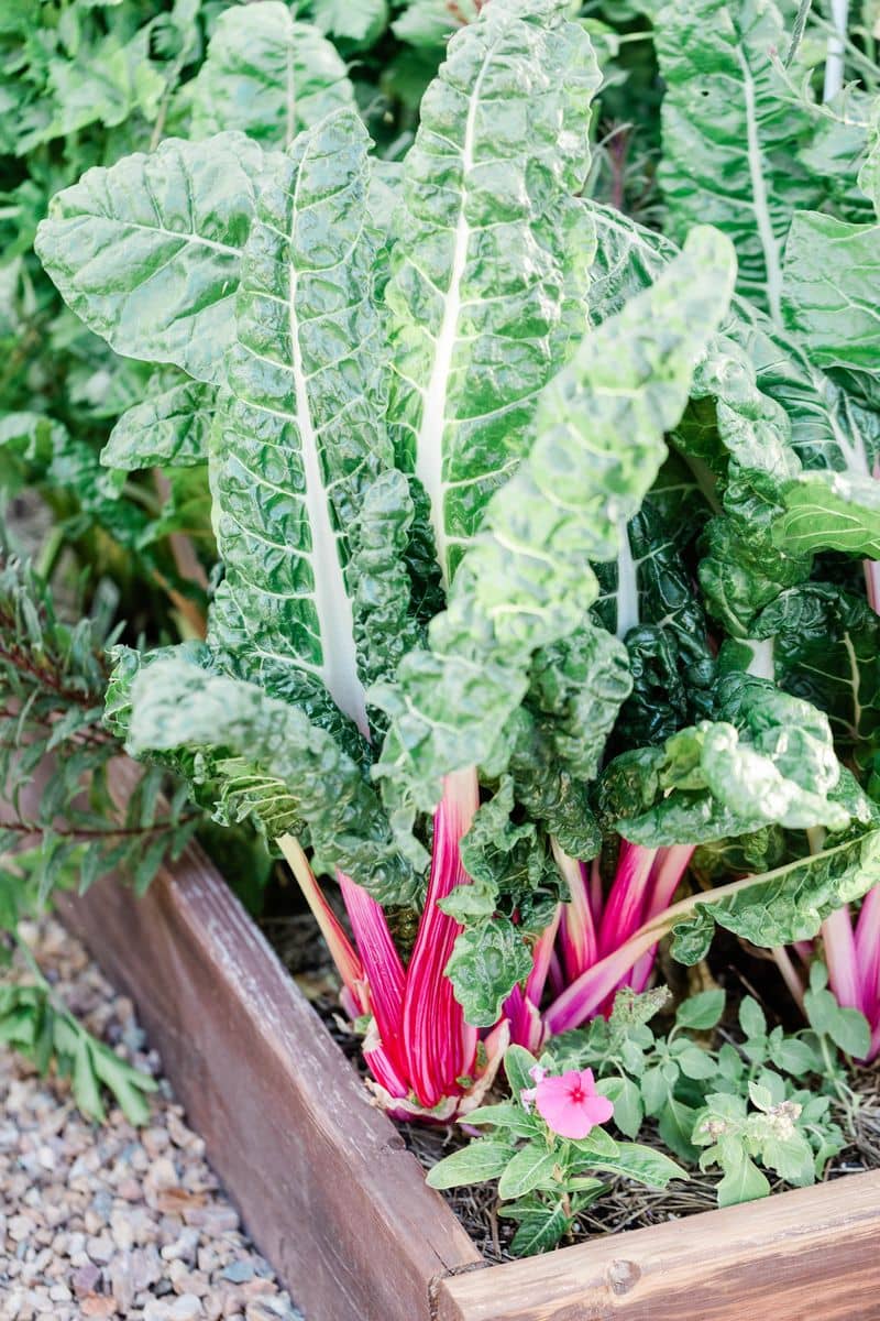 Essential Things to Know Before Growing Your Own Food